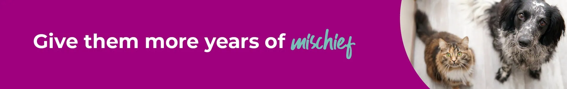 How to look after your senior pets