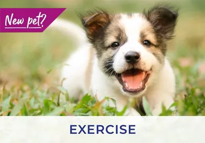 Cambridgeshire vets advise on how to exercise puppies and kittens
