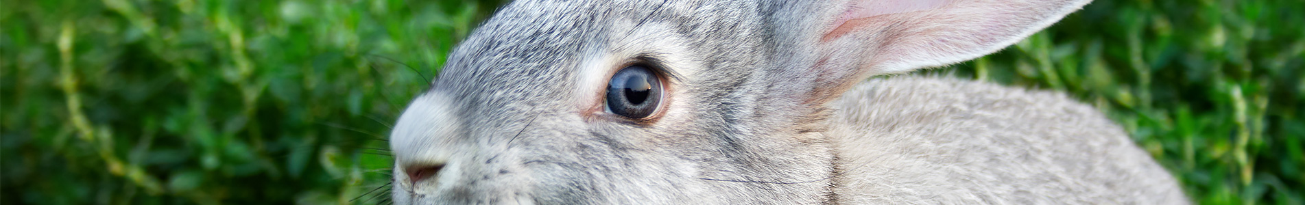 To chip or not to chip?!