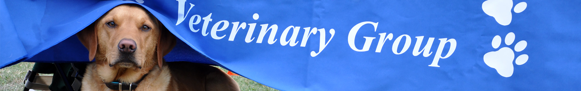 Cromwell Vets FAQs on Pet Help Advice