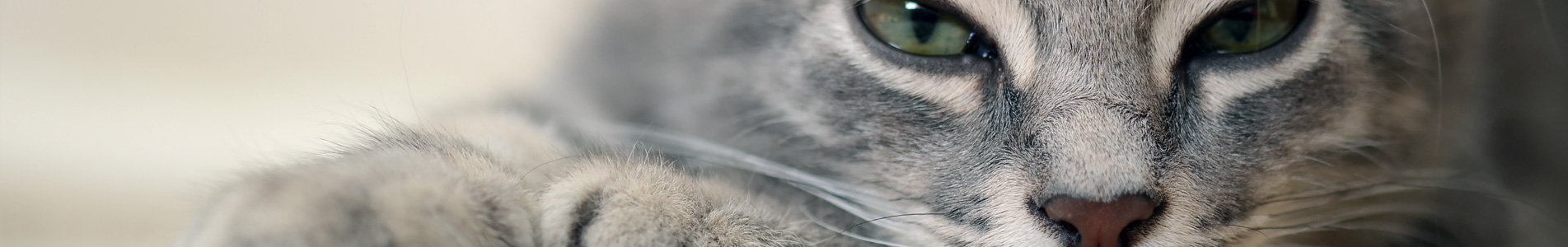 Kitten Advice | Cromwell Vets