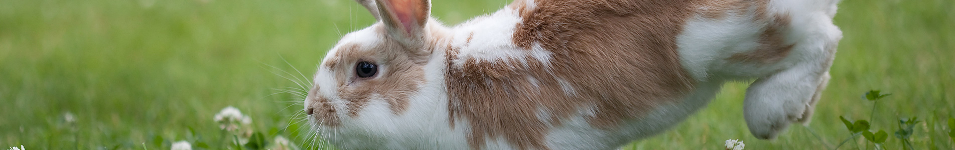 Join the Rabbit Club at Cromwell Vets