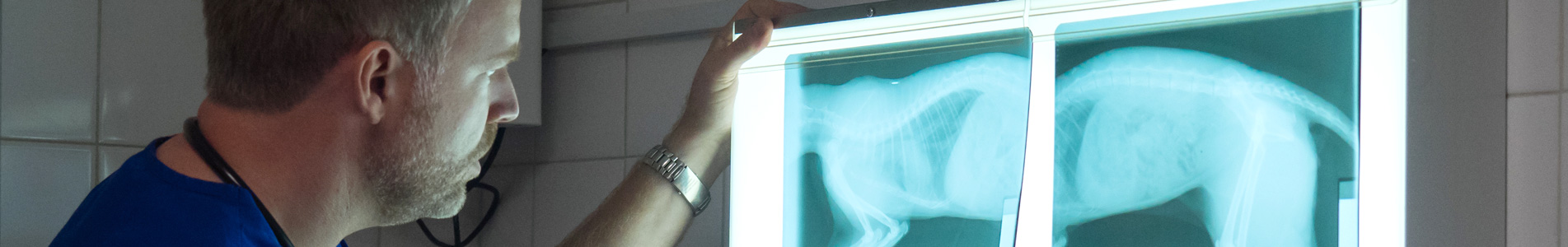 Cromwell Vets Services