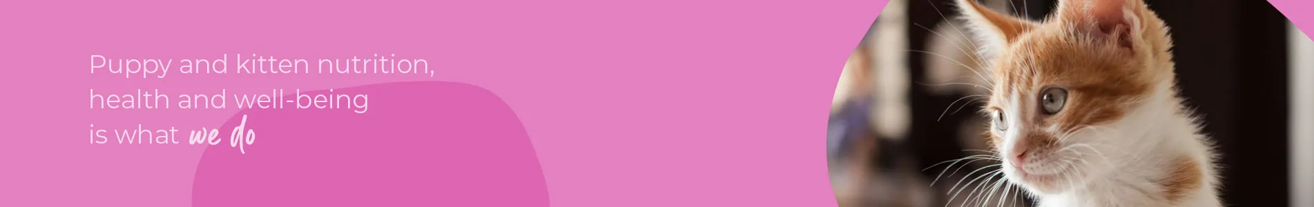 Welcoming your new puppy or kitten