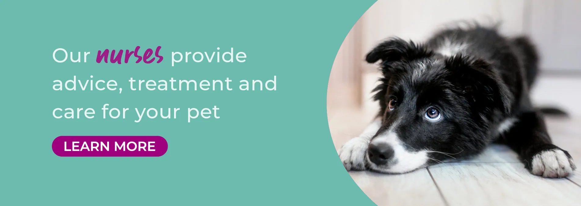 Vets in Cambridgeshire | Cromwell Vets 6 vet practices